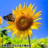 熊本県「一心行公園西側のひまわり畑」