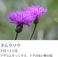 九州電力 坊ガツルの四季