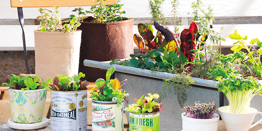 プランターや空き缶を使用した家庭菜園の写真