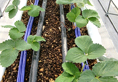 イチゴのクラウン温度調節試験の写真