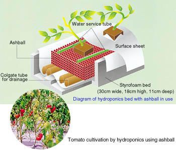Application of hydroponics to agricultural produce using coal ash