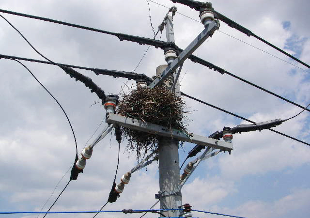 電柱の上のカササギの巣の写真