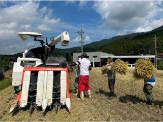 稲刈り体験の写真１