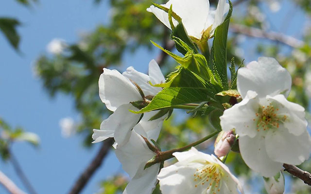 幼い桜が花を咲かせましたのイメージ