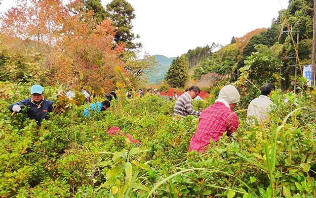 植樹した木々を守りますのイメージ