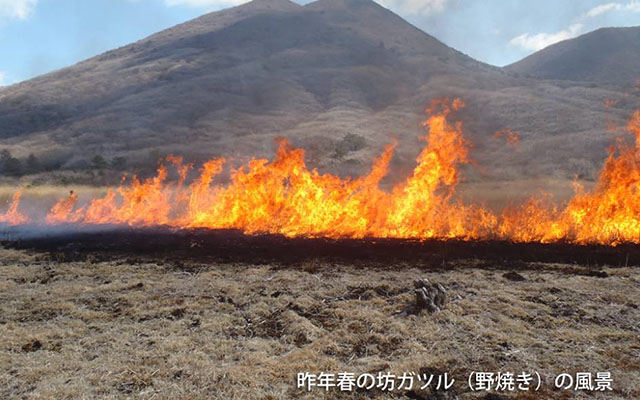 くじゅうの春の風物詩、野焼きを実施しますのイメージ