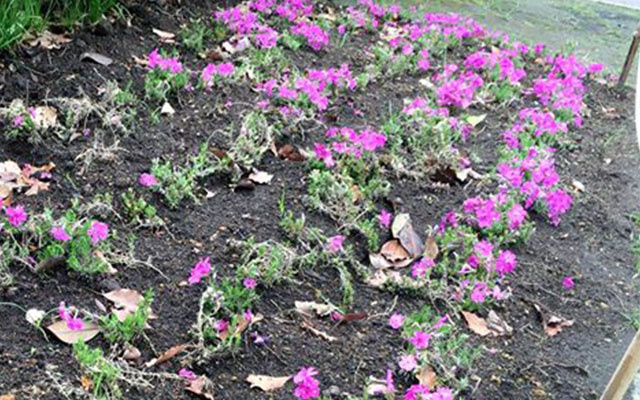 土作り教室＆花いっぱいの公園づくり活動のイメージ