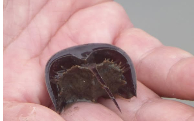 『生きた化石』カブトガニ生息地の清掃活動を行いました