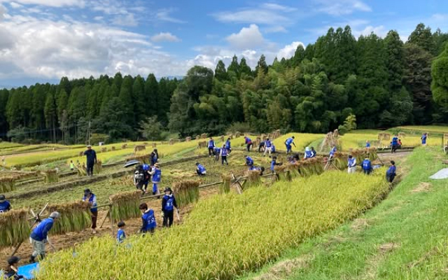 「阿蘇水掛の棚田」で稲刈りボランティアを行いました！