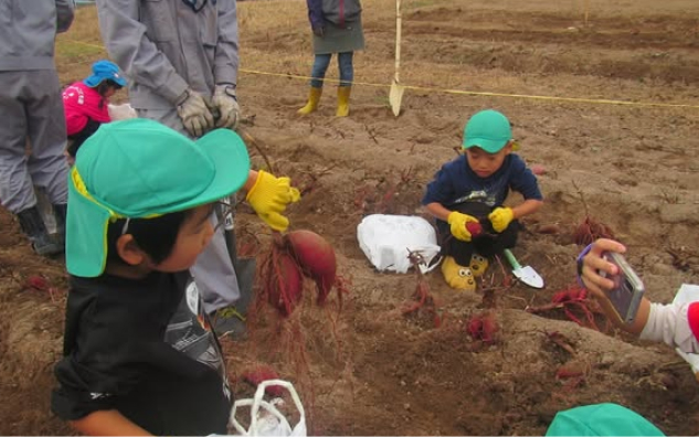 地元の園児の皆さんと「さつまいも掘り体験｣を実施しました