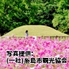 福岡県「平原歴史公園のコスモス」
