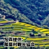 宮崎県「仙人の棚田と松尾の大イチョウ」