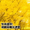 福岡県「太原のイチョウ」