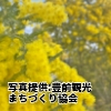 福岡県　「静豊園の河津桜」