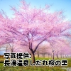 大分県　「長湯温泉しだれ桜の里」