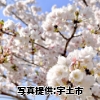  熊本県「立岡自然公園の桜」