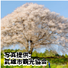  佐賀県「馬場の山桜」