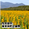  鹿児島県「柏原海岸のルーピン畑