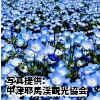 大分県「青の洞門対岸のネモフィラロード」