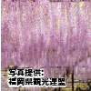 福岡県「八女黒木 大藤まつり」