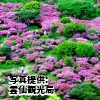 長崎県　「仁田峠のミヤマキリシマ」