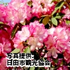 大分県　「大山しゃくなげ園」