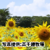 宮崎県　「高千穂牧場のひまわり畑」