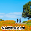 鹿児島県　「錦江湾公園のキバナコスモス」
