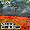宮崎県　「皇子原公園の彼岸花」