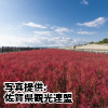 佐賀県　「干潟よか公園のシチメンソウ」