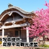 長崎県　「神代小路の緋寒桜」