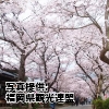 春のお出かけ情報　九州の人気桜スポット７選