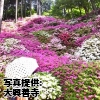 佐賀県「大興善寺のツツジ」
