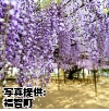 福岡県「定禅寺の藤」