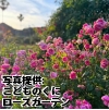 宮崎県「こどものくにローズガーデン」