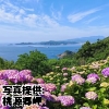 宮崎県「桃源郷岬のアジサイ」