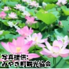 佐賀県「千栗土居公園の蓮池」