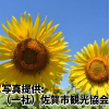 佐賀県「ひょうたん島公園のひまわり」