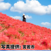福岡県「犬鳴川河川公園のヒガンバナ」