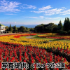 大分県「くじゅう花公園 オータムフラワーフェスタ」