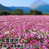 長崎県「しまばら火張山花公園のコスモス」