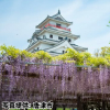 佐賀県「唐津城　藤の花」