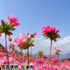 長崎県「不老山総合公園のツツジ」