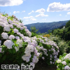 鹿児島県「東雲の里」