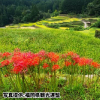 福岡県「つづら棚田の彼岸花」