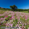 鹿児島県「上場高原コスモス園」