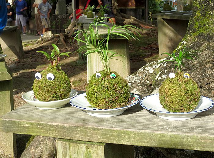 こけ玉を作ってみよう! 100円