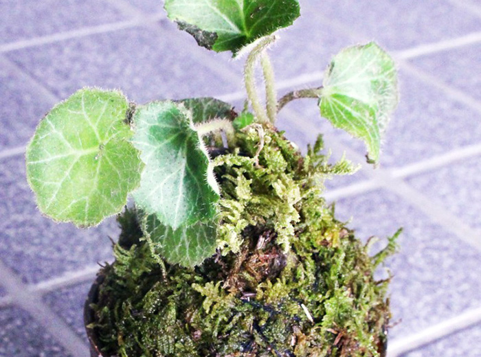 原木しいたけのコマ打ち体験&苔玉ミニ盆栽作り 0円