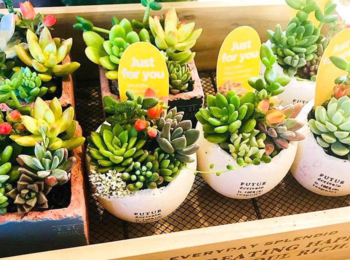 多肉寄せ植えワーク 500円