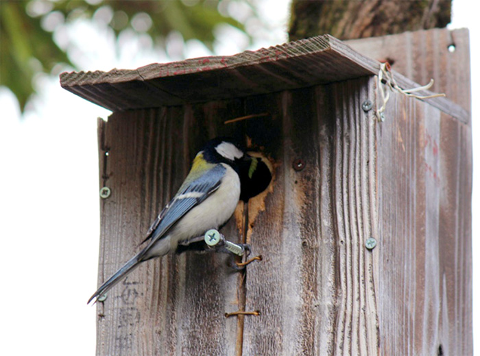 小鳥の巣箱をつくろう 200円
